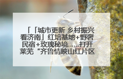 「城市更新 乡村振兴看济南」红培基地+野奢民宿+玫瑰秘境……打开莱芜“齐鲁情映山红片区”的破圈秘籍