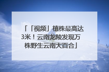 「视频」植株最高达3米！云南龙陵发现万株野生云南大百合