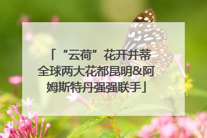 “云荷”花开并蒂 全球两大花都昆明&阿姆斯特丹强强联手
