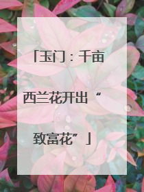 玉门：千亩西兰花开出“致富花”