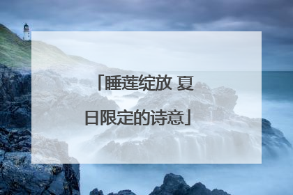 睡莲绽放 夏日限定的诗意