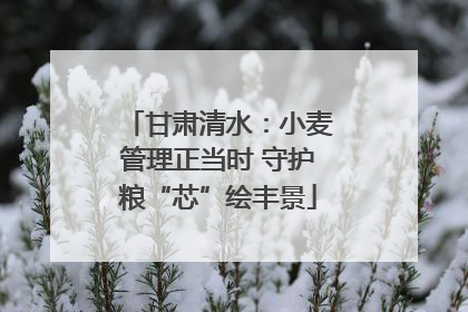 甘肃清水：小麦管理正当时 守护粮“芯”绘丰景