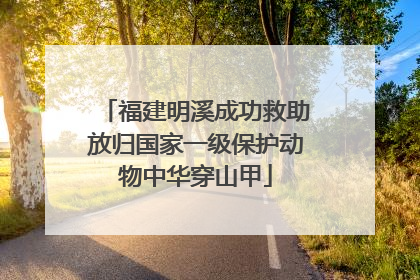 福建明溪成功救助放归国家一级保护动物中华穿山甲