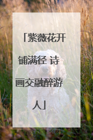 紫薇花开铺满径 诗画交融醉游人
