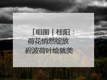 组图｜桂阳：荷花悄然绽放 碧波荷叶绘就美好夏日画卷
