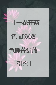 一花开两色 武汉双色睡莲绽放引客