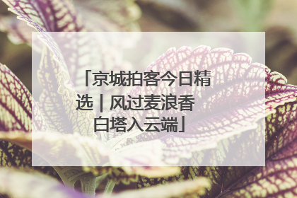 京城拍客今日精选｜风过麦浪香 白塔入云端