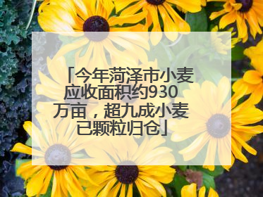 今年菏泽市小麦应收面积约930万亩，超九成小麦已颗粒归仓