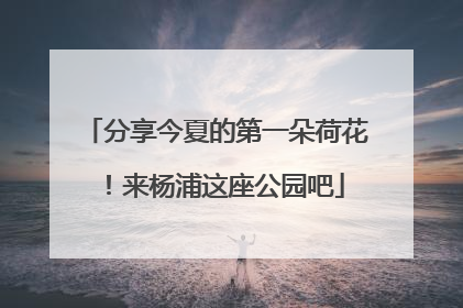 分享今夏的第一朵荷花！来杨浦这座公园吧