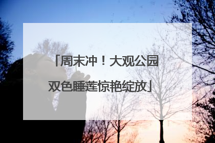 周末冲！大观公园双色睡莲惊艳绽放