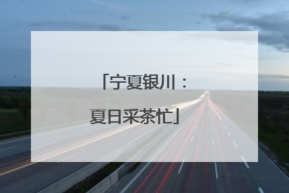 宁夏银川：夏日采茶忙