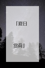 夏日赏荷
