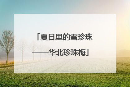 夏日里的雪珍珠——华北珍珠梅