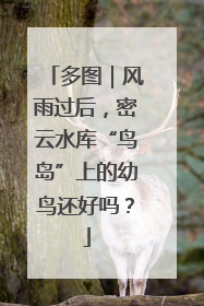 多图｜风雨过后，密云水库“鸟岛”上的幼鸟还好吗？