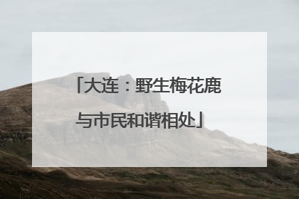 大连：野生梅花鹿与市民和谐相处