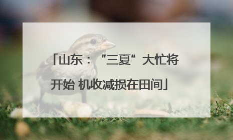 山东：“三夏”大忙将开始 机收减损在田间