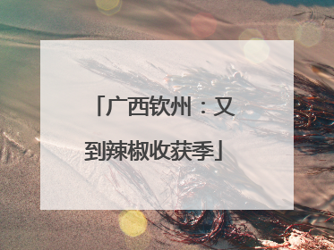 广西钦州：又到辣椒收获季