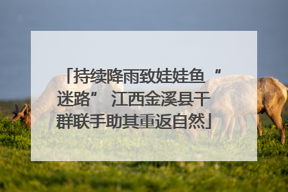 持续降雨致娃娃鱼“迷路” 江西金溪县干群联手助其重返自然