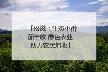 松滋：生态小番茄丰收 绿色农业助力农民增收