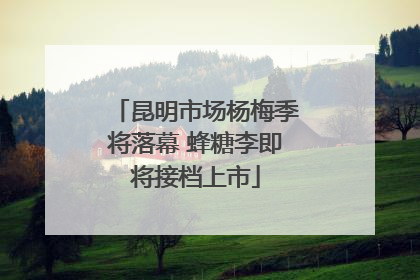 昆明市场杨梅季将落幕 蜂糖李即将接档上市