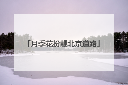 月季花扮靓北京道路
