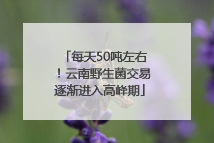 每天50吨左右！云南野生菌交易逐渐进入高峰期