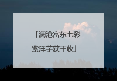 澜沧富东七彩紫洋芋获丰收