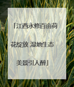 江西永修百亩荷花绽放 湿地生态美景引人醉