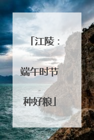 江陵：端午时节种好粮