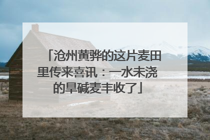 沧州黄骅的这片麦田里传来喜讯：一水未浇的旱碱麦丰收了