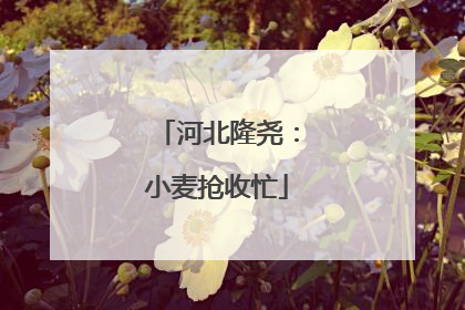 河北隆尧：小麦抢收忙