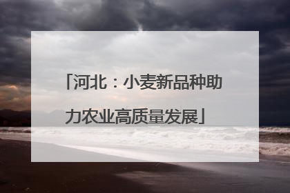 河北：小麦新品种助力农业高质量发展