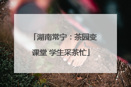 湖南常宁：茶园变课堂 学生采茶忙