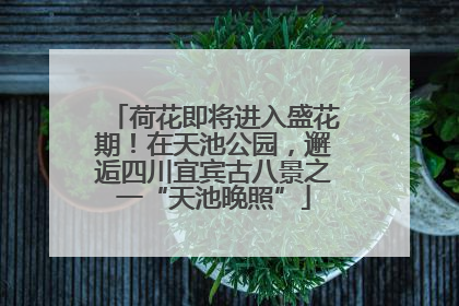 荷花即将进入盛花期！在天池公园，邂逅四川宜宾古八景之一“天池晚照”