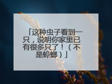 这种虫子看到一只，说明你家里已有很多只了！（不是蟑螂）