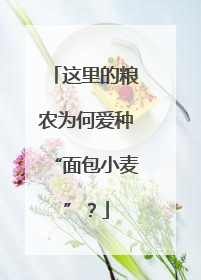 这里的粮农为何爱种“面包小麦”？