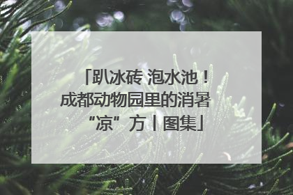 趴冰砖 泡水池！成都动物园里的消暑“凉”方丨图集