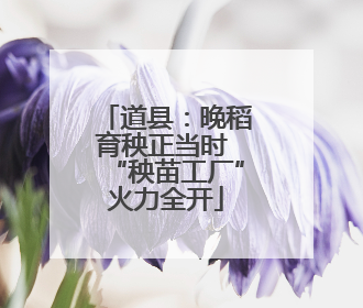 道县：晚稻育秧正当时 “秧苗工厂”火力全开