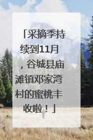 采摘季持续到11月，谷城县庙滩镇邓家湾村的蜜桃丰收啦！