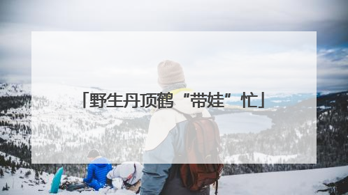 野生丹顶鹤“带娃”忙
