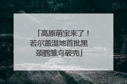 高原萌宝来了！若尔盖湿地首批黑颈鹤雏鸟破壳