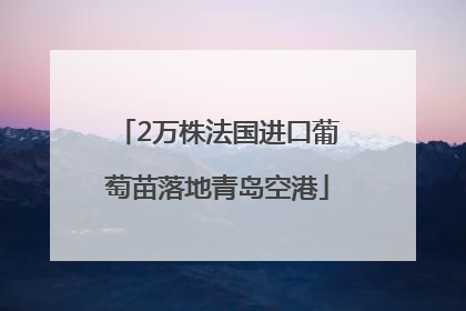 2万株法国进口葡萄苗落地青岛空港